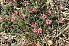 Indigofera linifolia var. linifolia